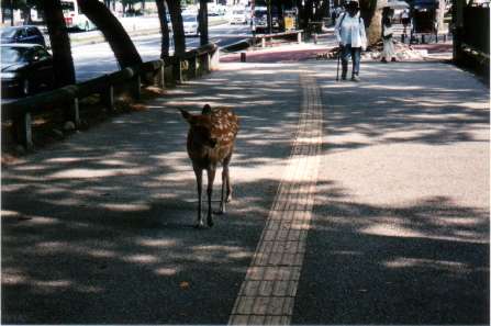 nara deer